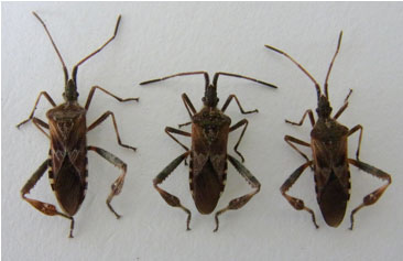 図１　茨城県つくば市で採集されたマツヘリカメムシ