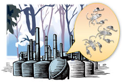 越冬をするマツヘリカメムシ