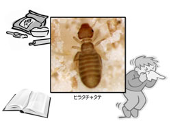 ヒラタチャタテ