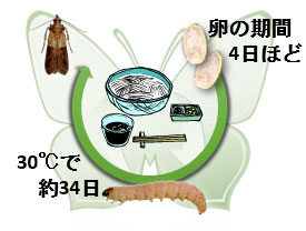 ノシメマダラメイガの卵から成虫まで