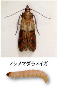 ノシメマダラメイガ