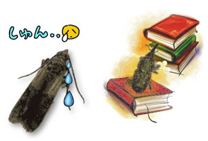 ノシメマダラメイガは一般的な昆虫図鑑に載ってない