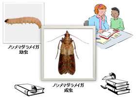図鑑向きの昆虫