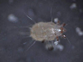 コナダニの仲間