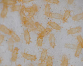 シラミダニの仲間