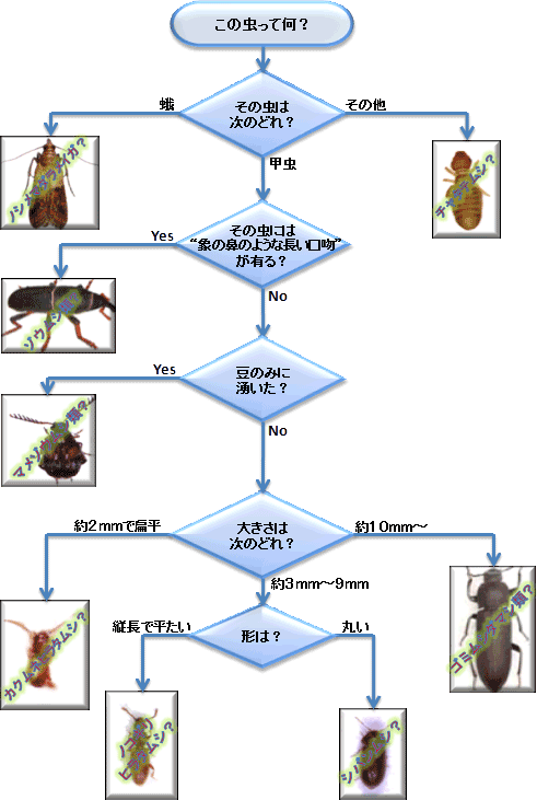 虫検索フローチャート