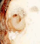 クリシギゾウムシ幼虫