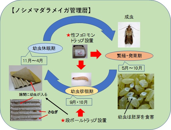 ノシメマダラメイガ管理暦のイラスト