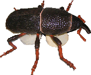 コクゾウムシの成虫