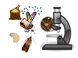 虫が見つかった