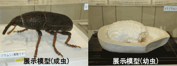 コクゾウムシ模型