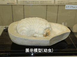 コクゾウムシ幼虫模型