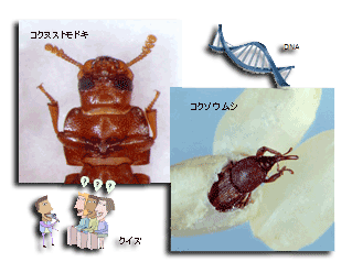 食品害虫クイズ