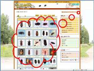 図鑑レイアウト