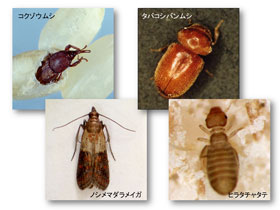 紹介した虫たち