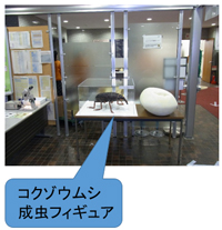コクゾウムシ成虫フィギュア