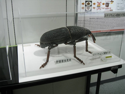 150倍コクゾウムシ模型