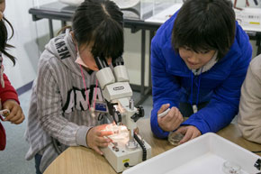 顕微鏡で虫を観察