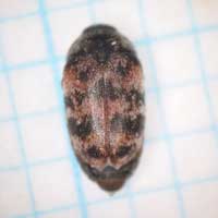 アカマダラカツオブシムシ