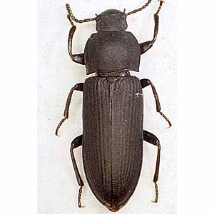 コメノゴミムシダマシ成虫