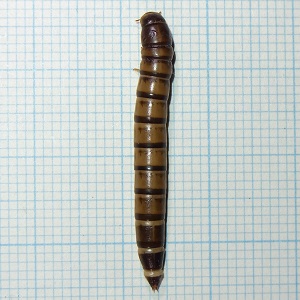 コメノゴミムシダマシ幼虫