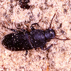 コメノゴミムシダマシ成虫