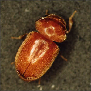 タバコシバンムシの成虫(背面)