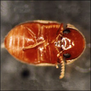 タバコシバンムシの成虫（背面）