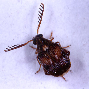 アズキゾウムシ雄成虫