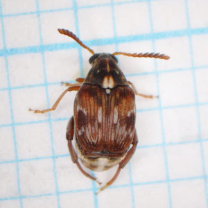 アズキゾウムシ雌成虫