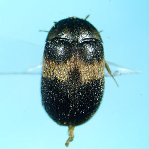 オビヒメカツオブシムシ