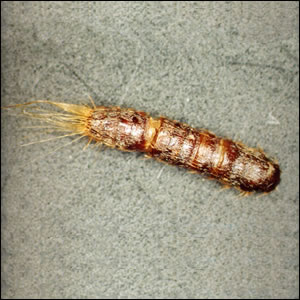 ヒメカツオブシムシの幼虫