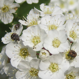 コデマリの花粉を食べるヒメマルカツオブシムシ成虫