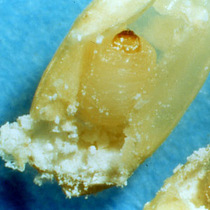 コクゾウムシ幼虫