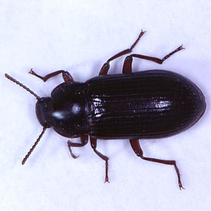 クロゴミムシダマシ