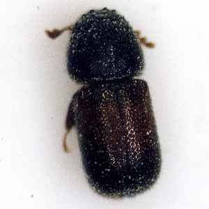 チビタケナガシンクイムシ