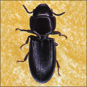 コクヌスト成虫