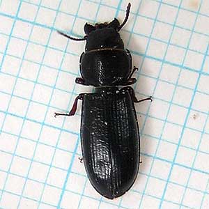 コクヌスト成虫