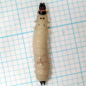 コクヌスト幼虫