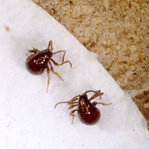 ニセセマルヒョウホンムシ