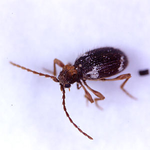 ナガヒョウホンムシ