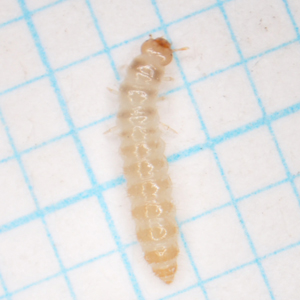 ノコギリヒラタムシの幼虫