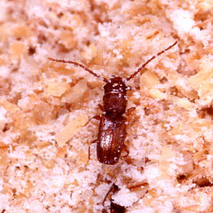 カクムネヒラタムシ