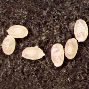 ノシメマダラメイガの卵