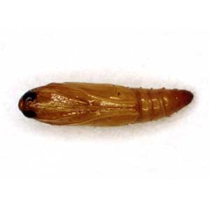 ノシメマダラメイガの蛹