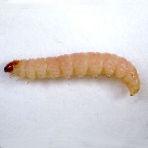 ノシメマダラメイガの幼虫