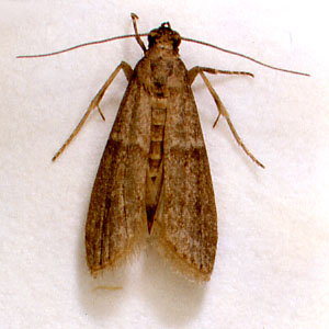 スジマダラメイガ成虫