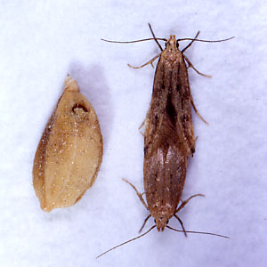 モミと交尾中のバクガ