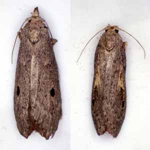 イッテンコクガの成虫