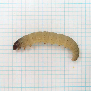 イッテンコクガの幼虫